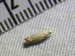 Epiblema separationis