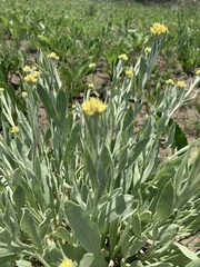 Helichrysum acutatum