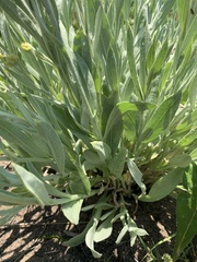 Helichrysum acutatum