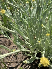 Helichrysum acutatum