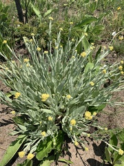 Helichrysum acutatum