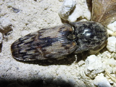 Pherhimius fascicularis