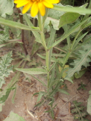 Pascalia glauca