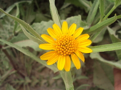 Pascalia glauca