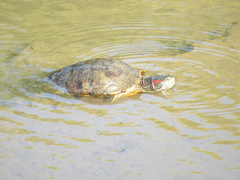 Trachemys scripta elegans