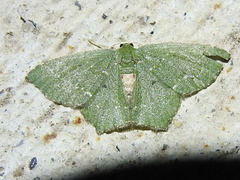 Chloropteryx nordicaria