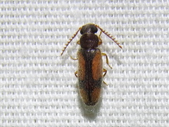 Polypria cruxrufa