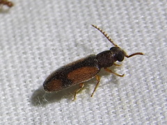 Polypria cruxrufa