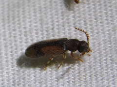 Polypria cruxrufa