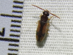 Polypria cruxrufa