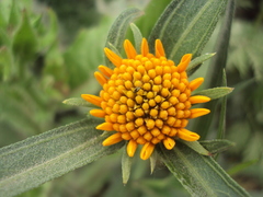 Pascalia glauca