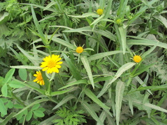 Pascalia glauca