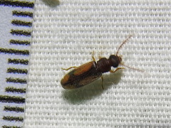 Polypria cruxrufa