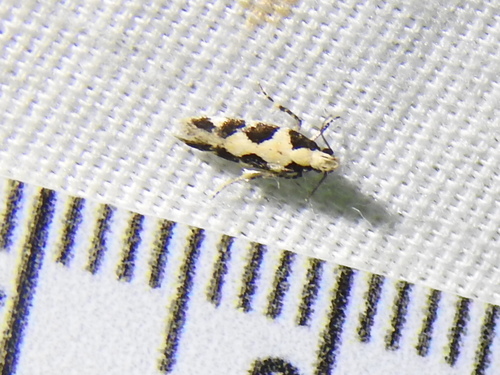 Teaweed Moth photo 3