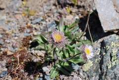 Erigeron eriocalyx