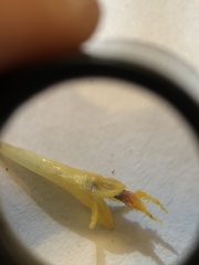 Cosmos sulphureus