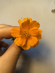 Cosmos sulphureus