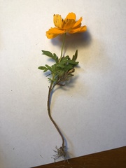 Cosmos sulphureus