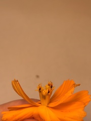Cosmos sulphureus