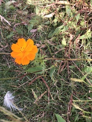 Cosmos sulphureus