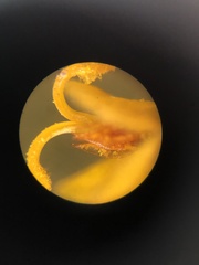 Cosmos sulphureus