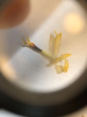 Cosmos sulphureus