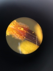 Cosmos sulphureus