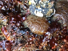 Eudistoma psammion