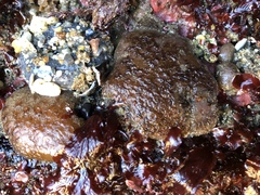 Eudistoma psammion