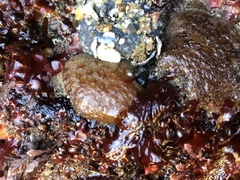 Eudistoma psammion