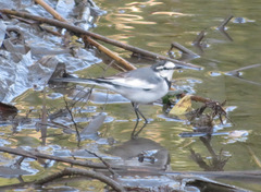 Motacilla alba lugens