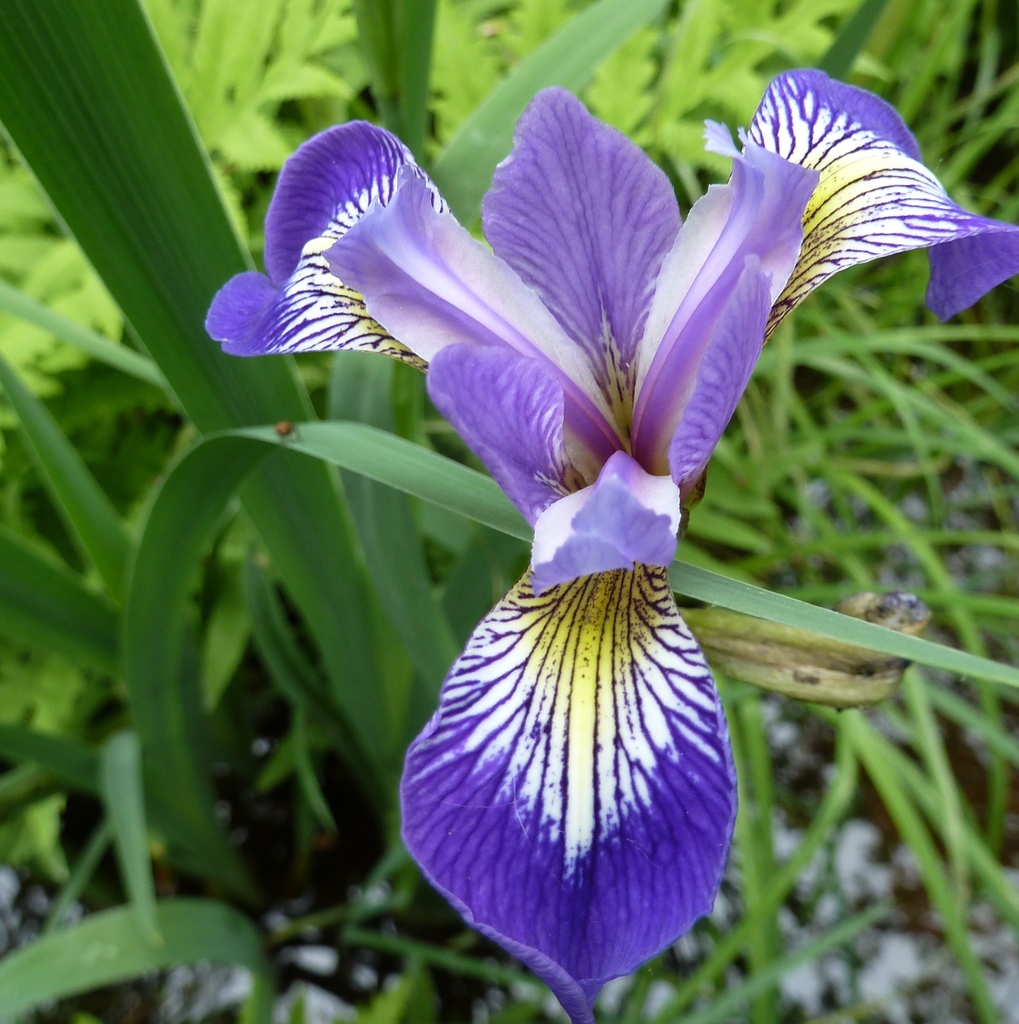 Ирис Iris versicolor