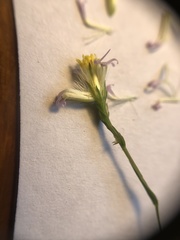 Symphyotrichum subulatum