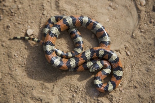 Western Milksnake