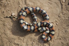 Central Plains Milksnake photo 3