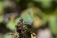 Callophrys affinis homoperplexa