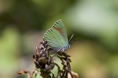 Callophrys affinis homoperplexa