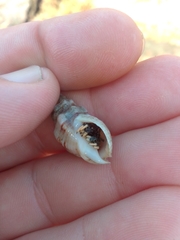 Clibanarius virescens