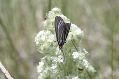 Ctenucha cressonana