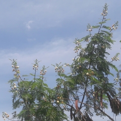 Leucaena leucocephala image