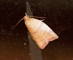 Pycnozancla