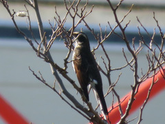 Turdus eunomus