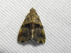 Cobubatha metaspilaris