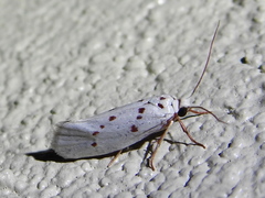 Enaemia basistriga