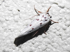 Enaemia basistriga