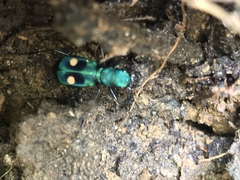 Pseudoxycheila bipustulata