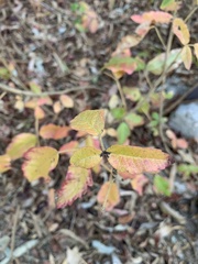 Toxicodendron diversilobum