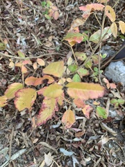 Toxicodendron diversilobum