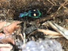 Pseudoxycheila bipustulata