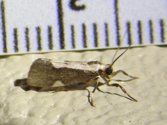 Cisthene conjuncta